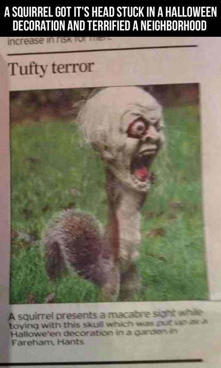 squirrel horror