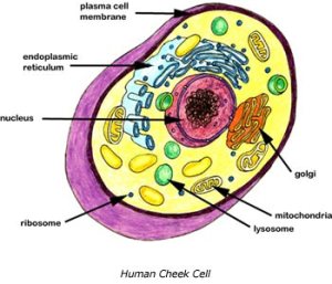 cells from the human body