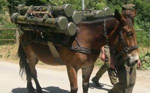 army mule